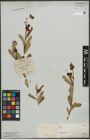 Foto von Salix purpurea L.